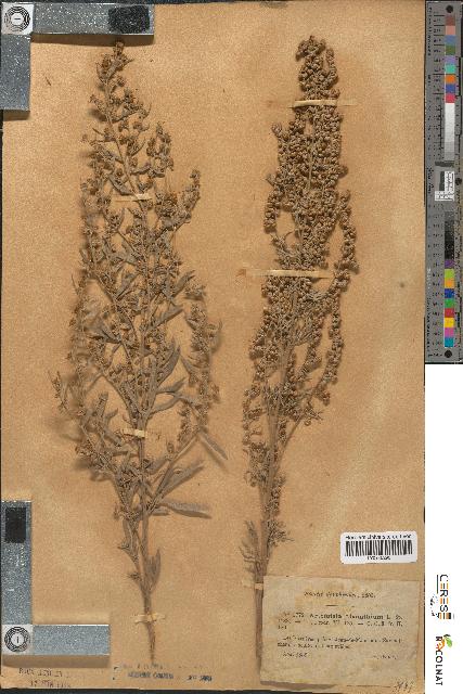 spécimen de Artemisia absinthium