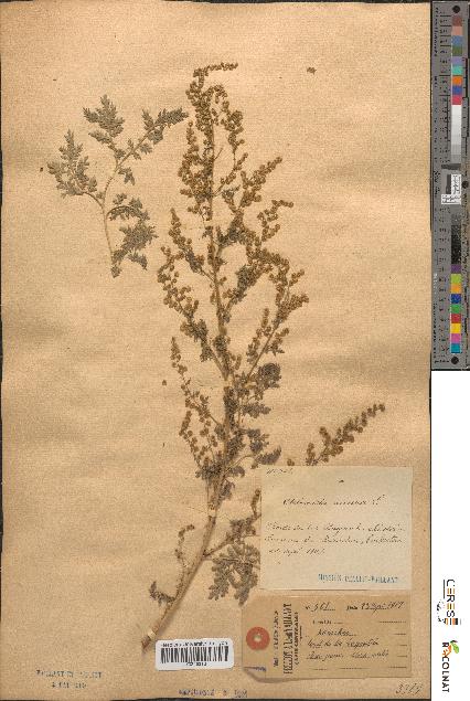 spécimen de Artemisia annua