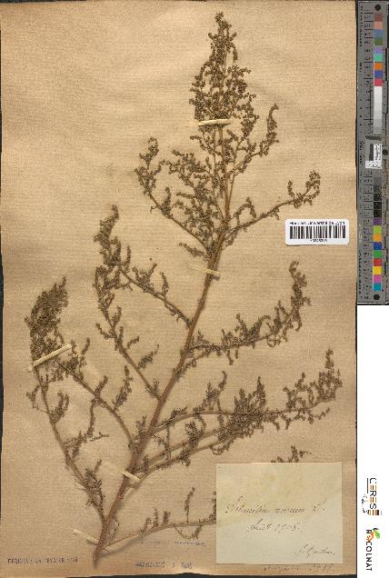 spécimen de Artemisia annua