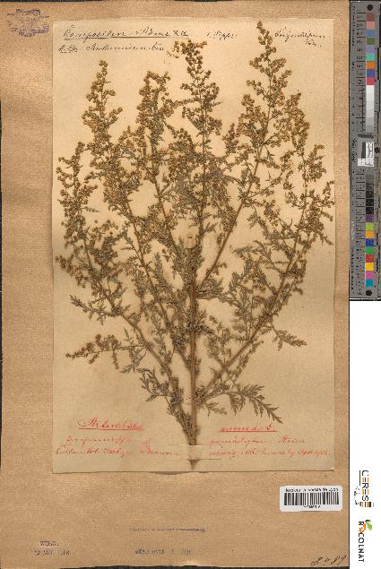 spécimen de Artemisia annua