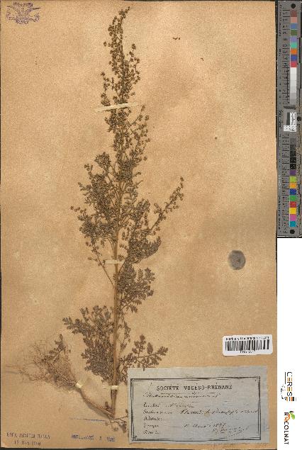 spécimen de Artemisia annua