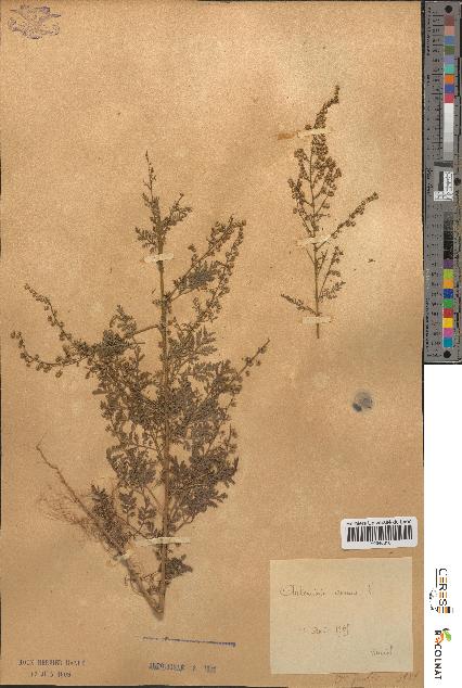 spécimen de Artemisia annua