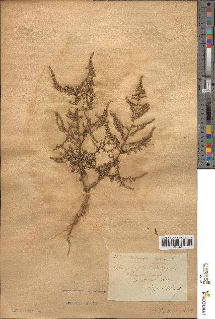 spécimen de Artemisia annua