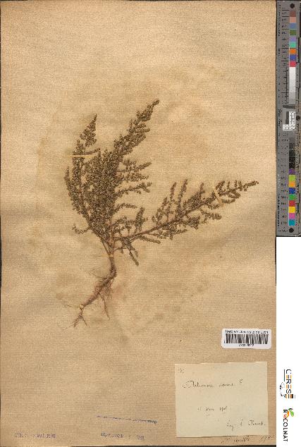 spécimen de Artemisia annua