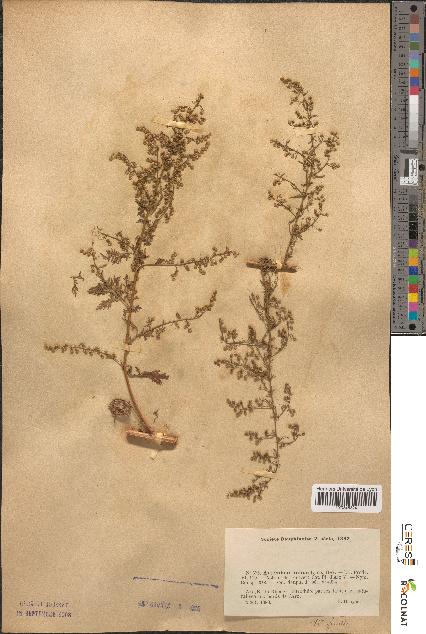 spécimen de Artemisia annua