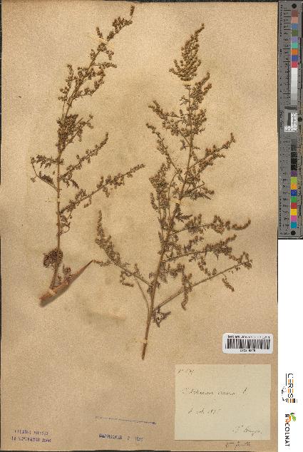 spécimen de Artemisia annua