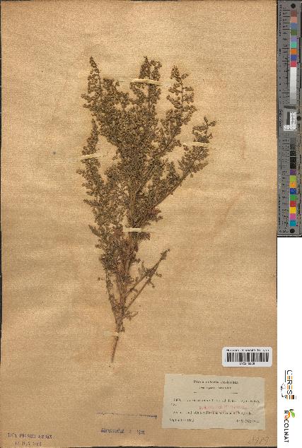 spécimen de Artemisia annua