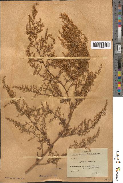 spécimen de Artemisia annua