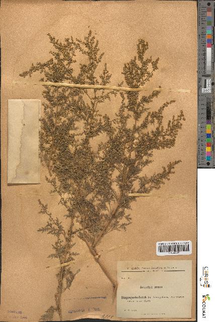 spécimen de Artemisia annua