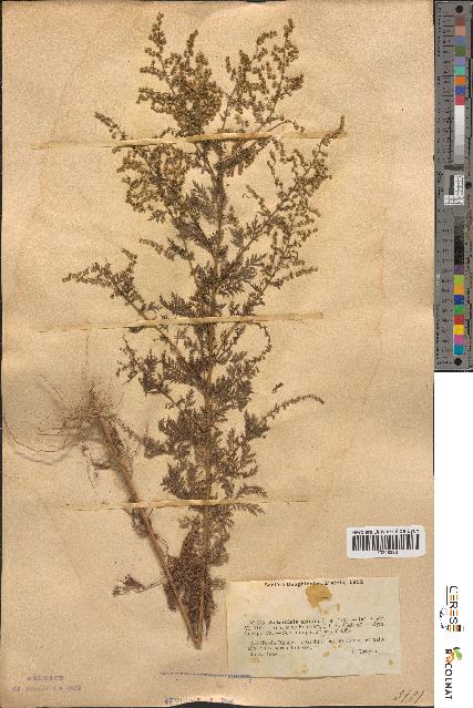 spécimen de Artemisia annua