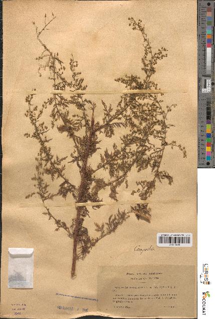 spécimen de Artemisia annua