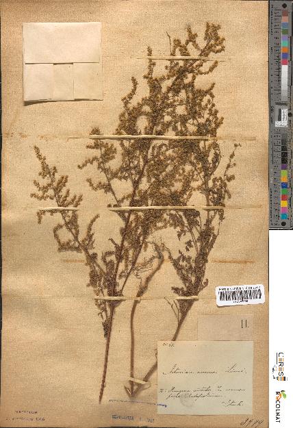 spécimen de Artemisia annua