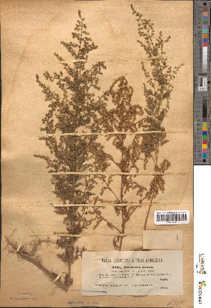 spécimen de Artemisia annua