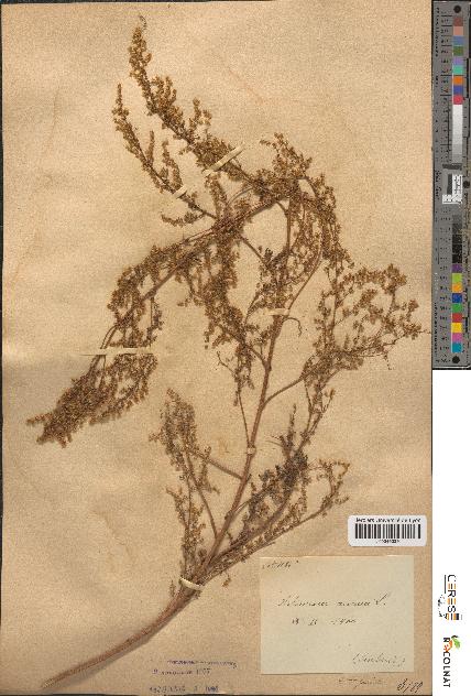 spécimen de Artemisia annua