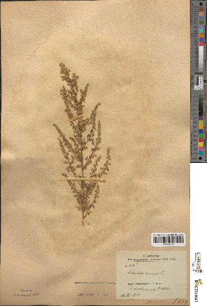 spécimen de Artemisia annua