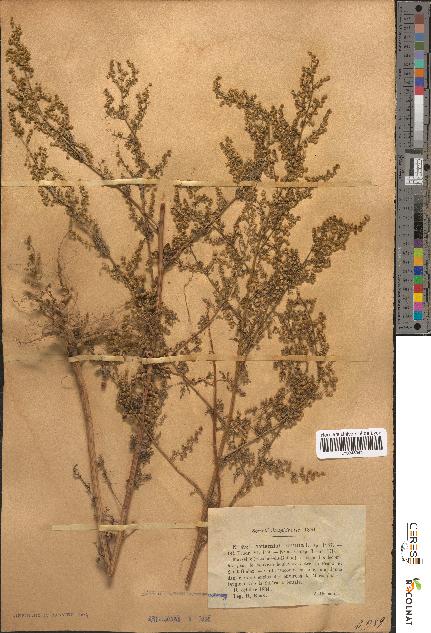 spécimen de Artemisia annua