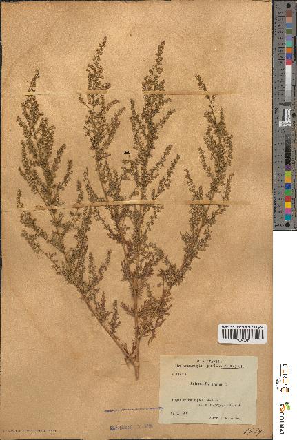 spécimen de Artemisia annua