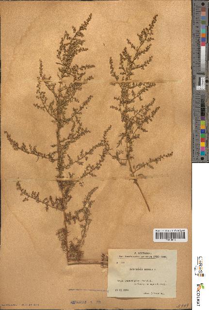 spécimen de Artemisia annua