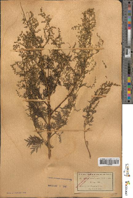 spécimen de Artemisia annua