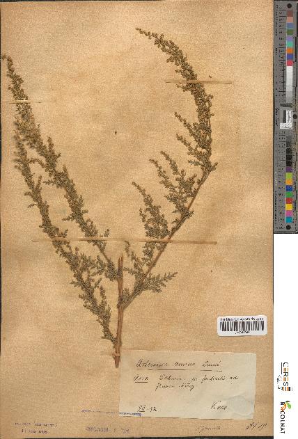 spécimen de Artemisia annua