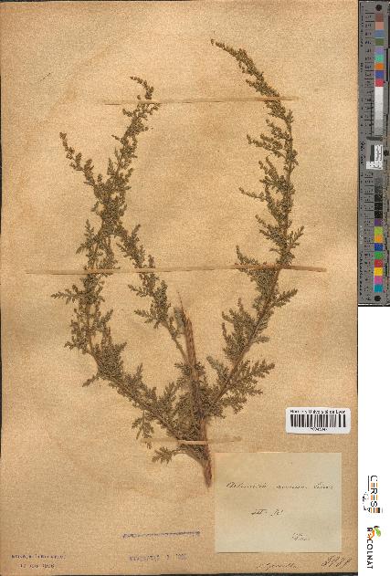 spécimen de Artemisia annua