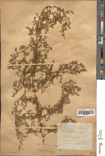 spécimen de Artemisia annua