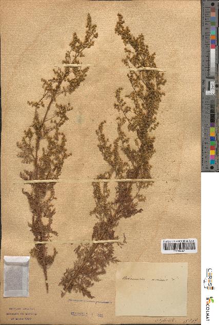 spécimen de Artemisia annua