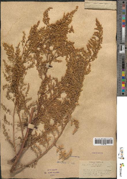 spécimen de Artemisia annua