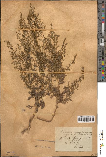 spécimen de Artemisia annua