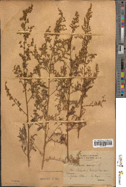 spécimen de Artemisia annua