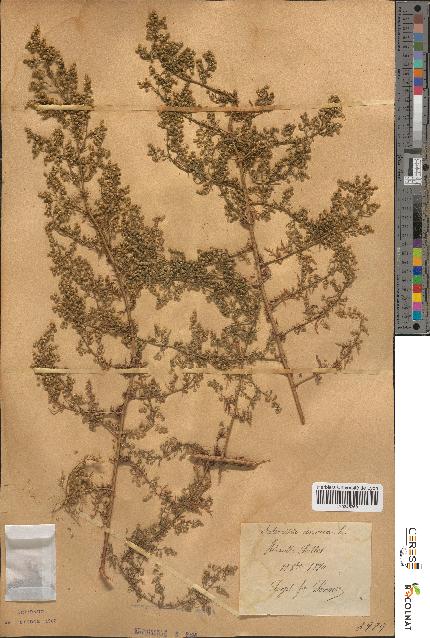 spécimen de Artemisia annua