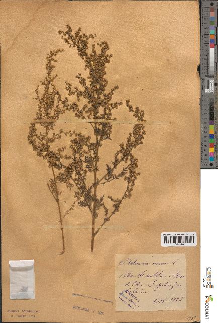 spécimen de Artemisia annua