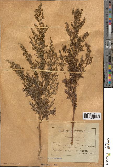 spécimen de Artemisia annua