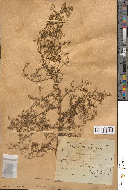 spécimen de Artemisia annua