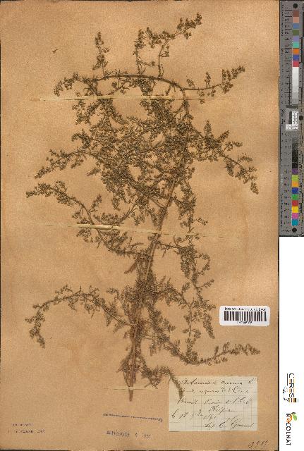 spécimen de Artemisia annua