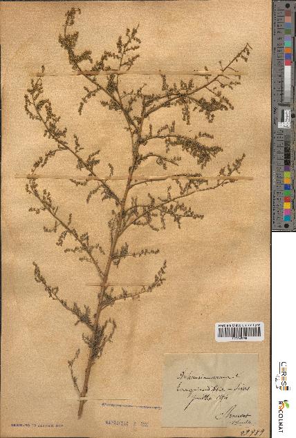 spécimen de Artemisia annua