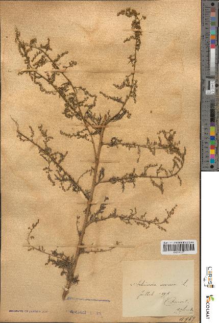 spécimen de Artemisia annua