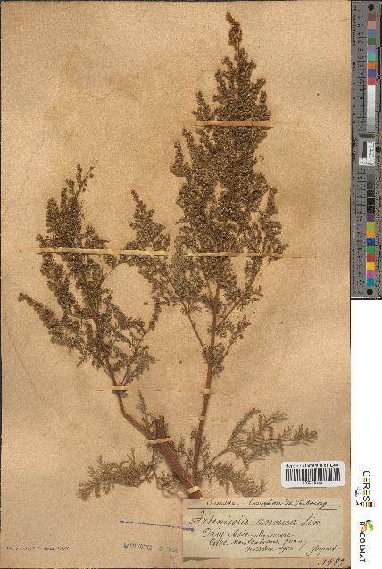 spécimen de Artemisia annua