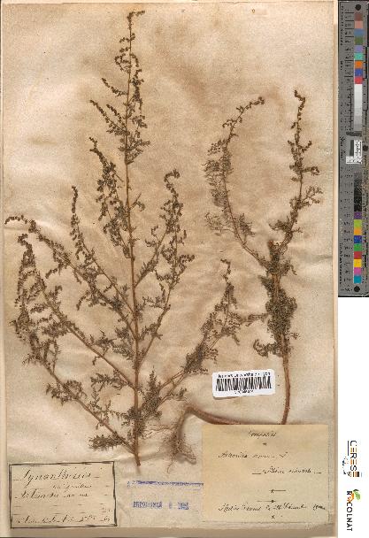 spécimen de Artemisia annua