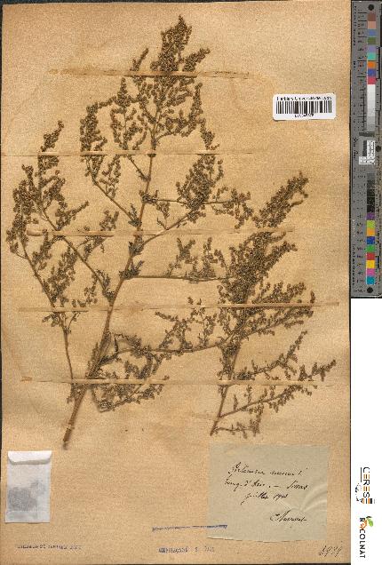 spécimen de Artemisia annua