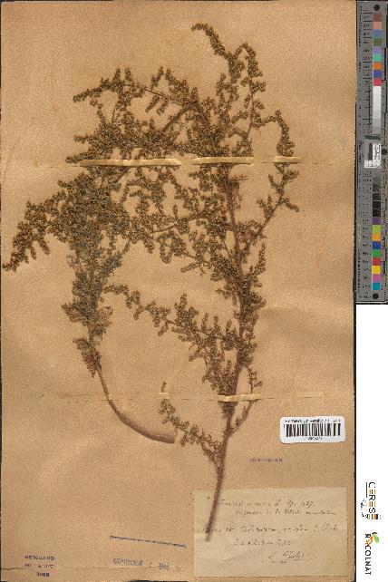 spécimen de Artemisia annua