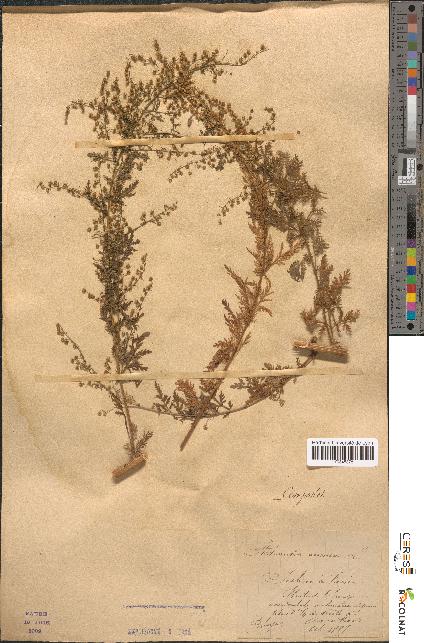 spécimen de Artemisia annua