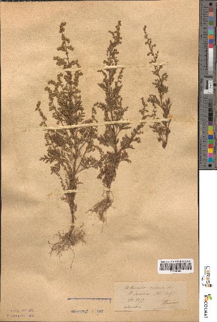 spécimen de Artemisia annua