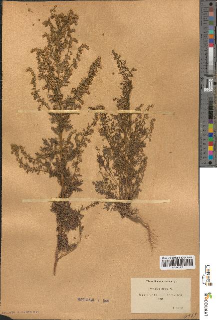 spécimen de Artemisia annua