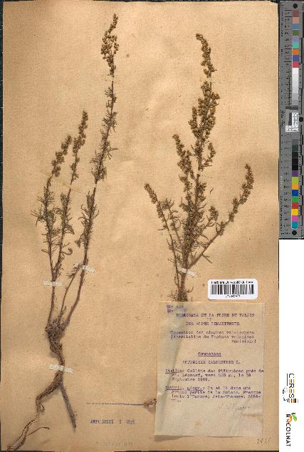 spécimen de Artemisia campestris