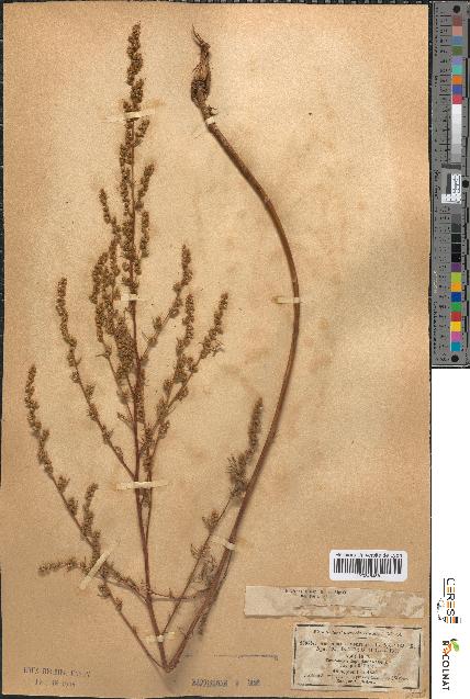 spécimen de Artemisia campestris