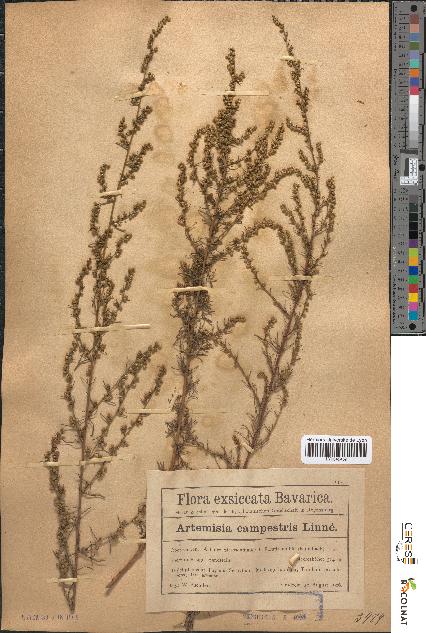 spécimen de Artemisia campestris