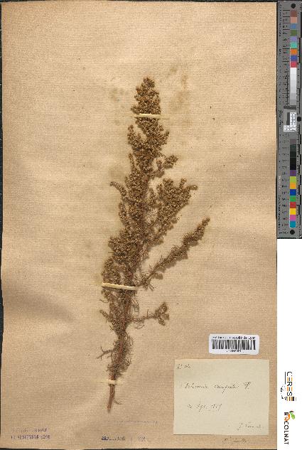 spécimen de Artemisia campestris