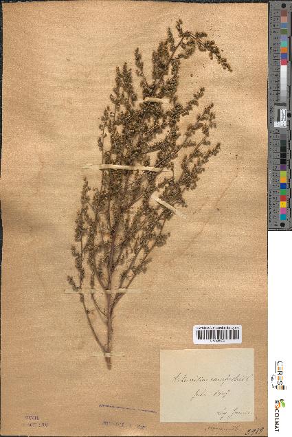 spécimen de Artemisia campestris