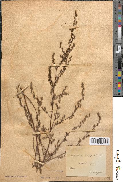 spécimen de Artemisia campestris